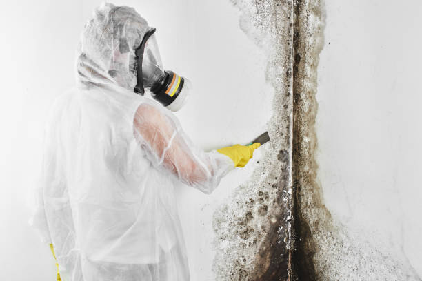 Best Commercial Mold Removal  in Mans, CO