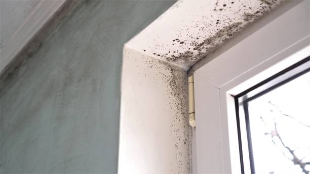 Best Residential Mold Removal  in Mans, CO