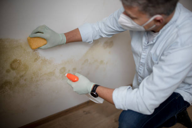 Best Local Mold Removal Service  in Mans, CO