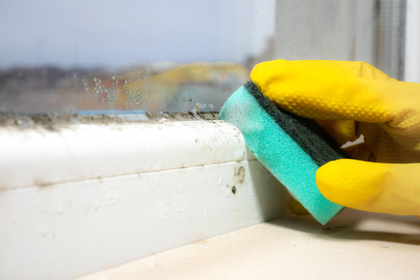 Mold Testing and Removal in Mancos, CO