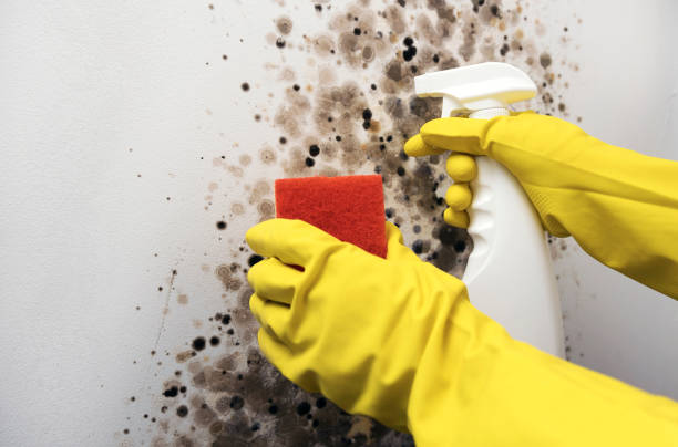 Best Residential Mold Removal  in Mans, CO