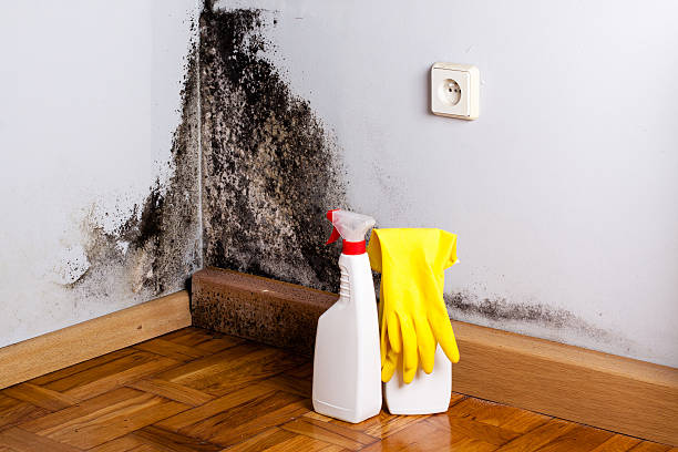 Best Toxic Mold Removal  in Mans, CO