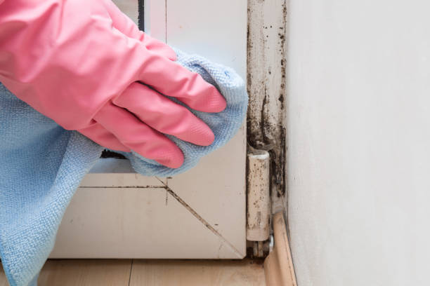 Best Attic Mold Removal  in Mans, CO