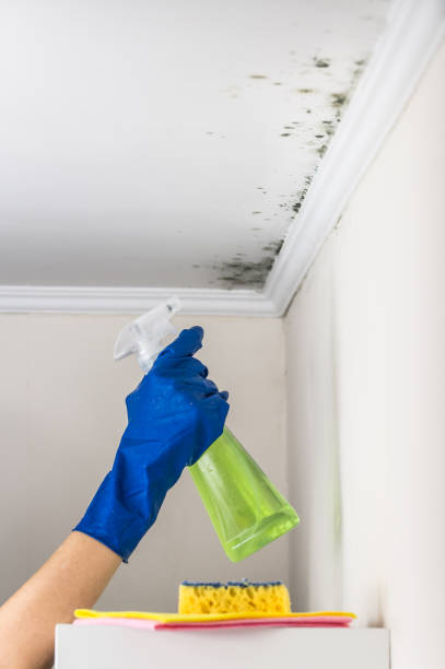 Best Best Mold Removal Companies  in Mans, CO